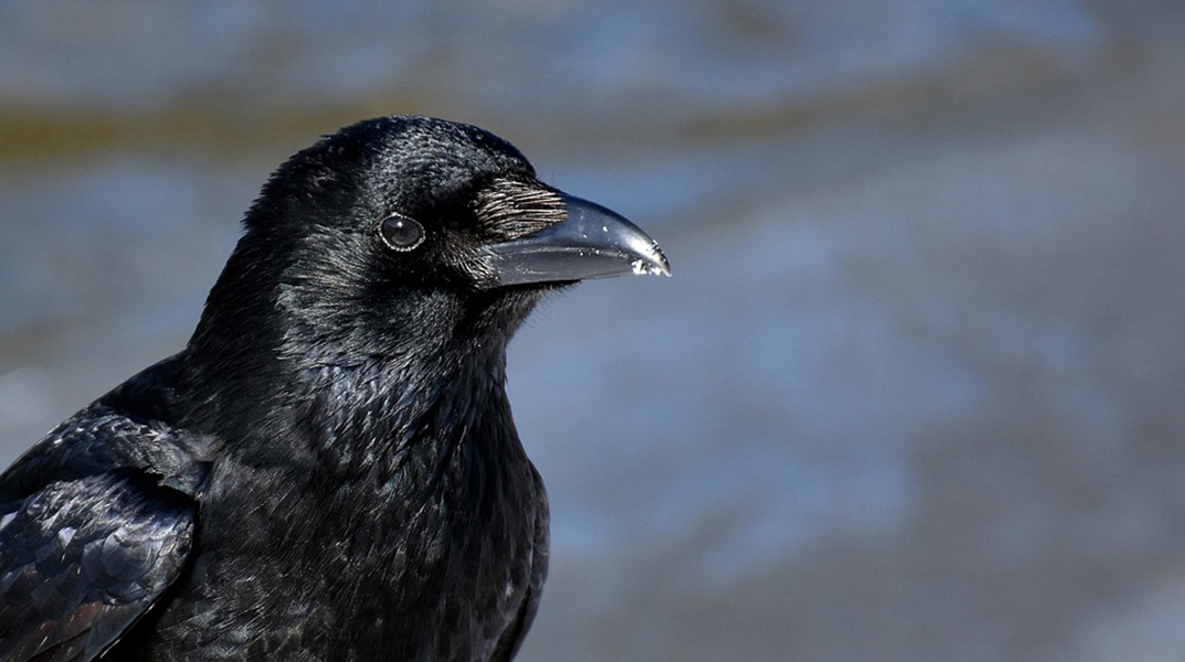 animal1-1536568770070.jpg