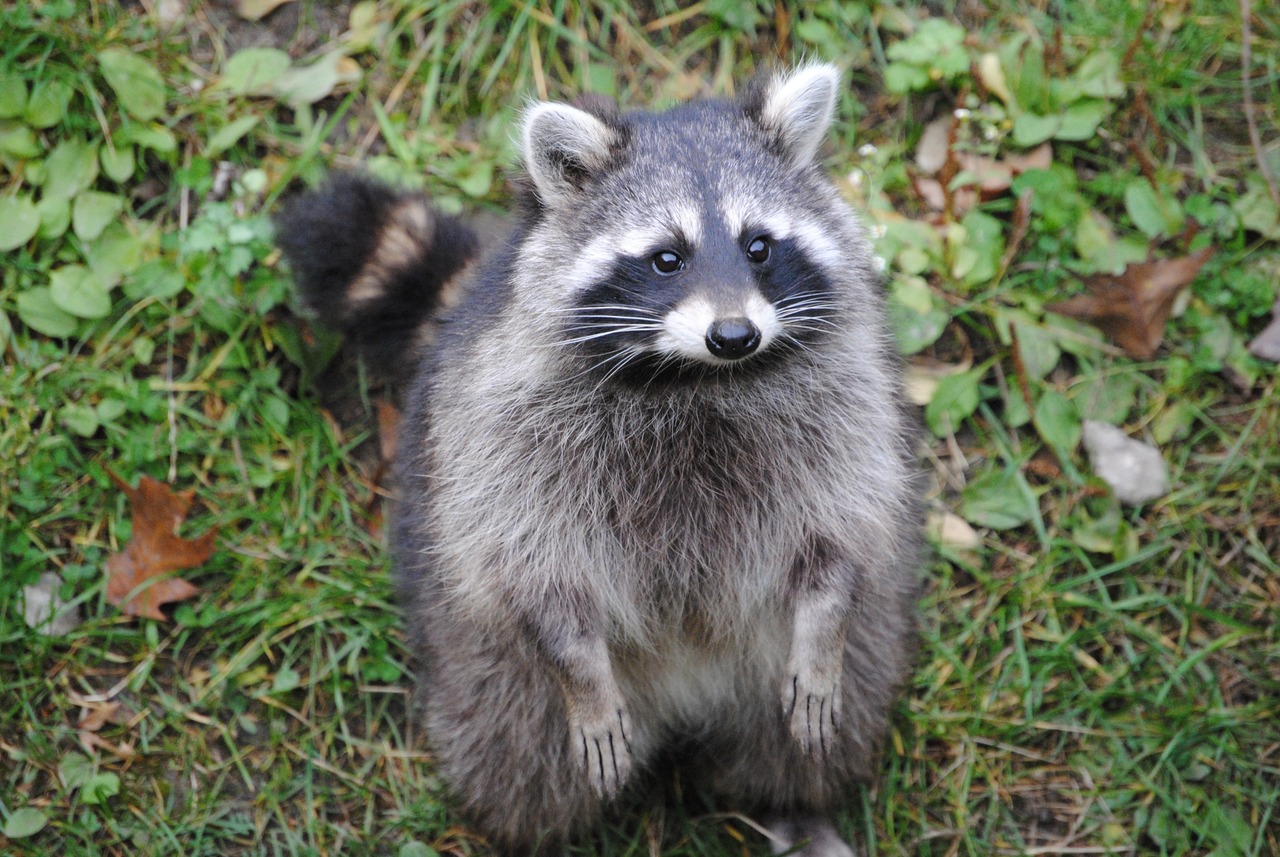 animal11-1536570392957.jpg