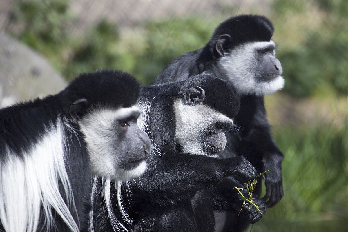 animal15-1536570890595.jpg