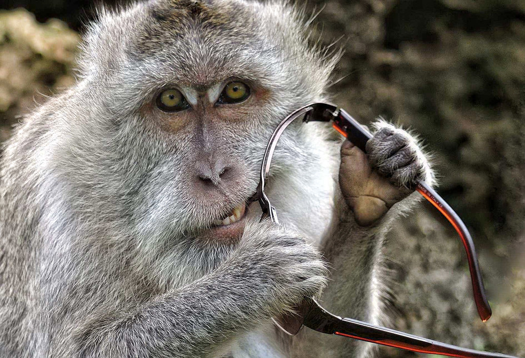 animal16-1536571054282.jpg