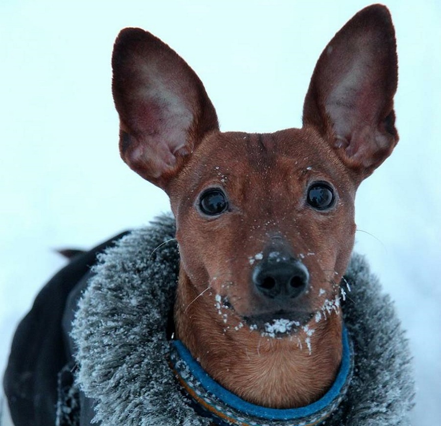 animal27-1536573099219-medium-1536770461410.jpg