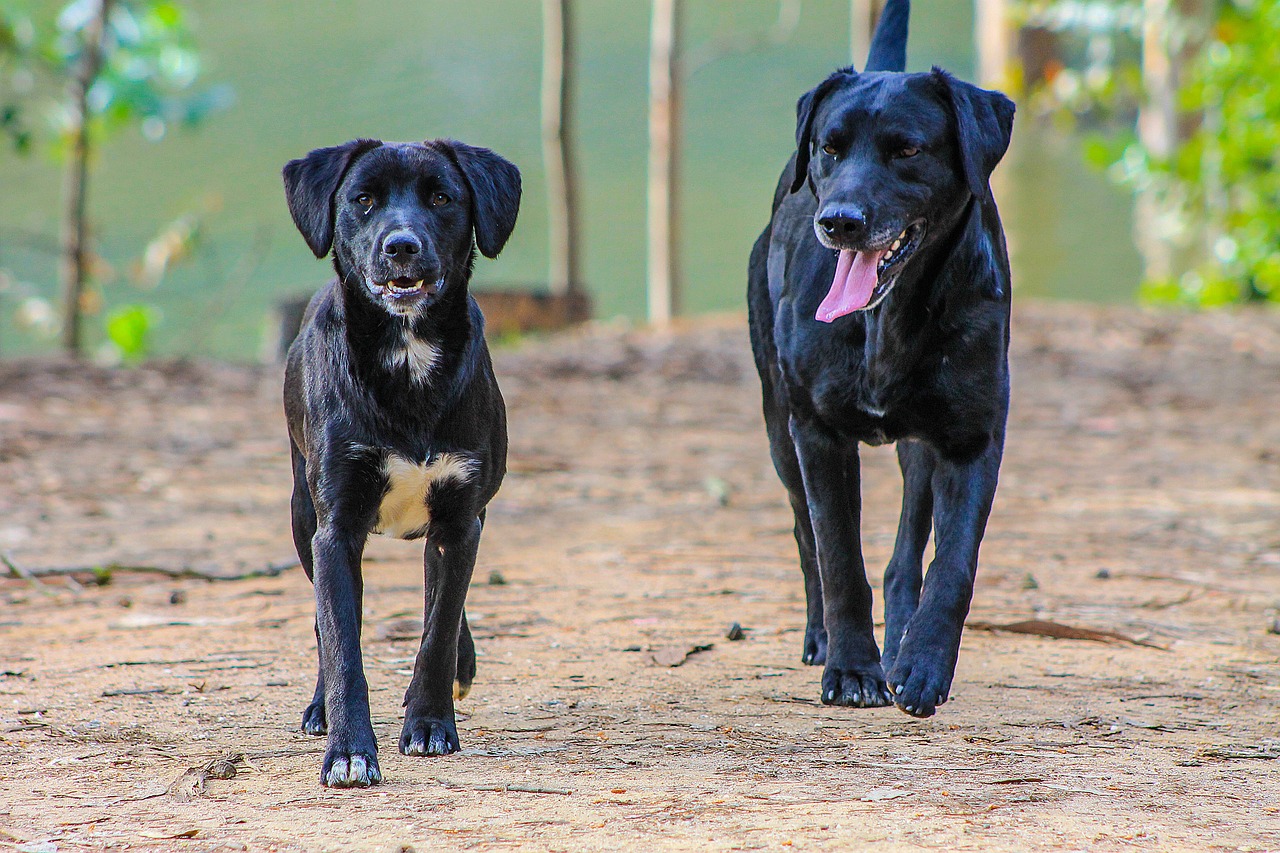 animal31-1536573589883.jpg