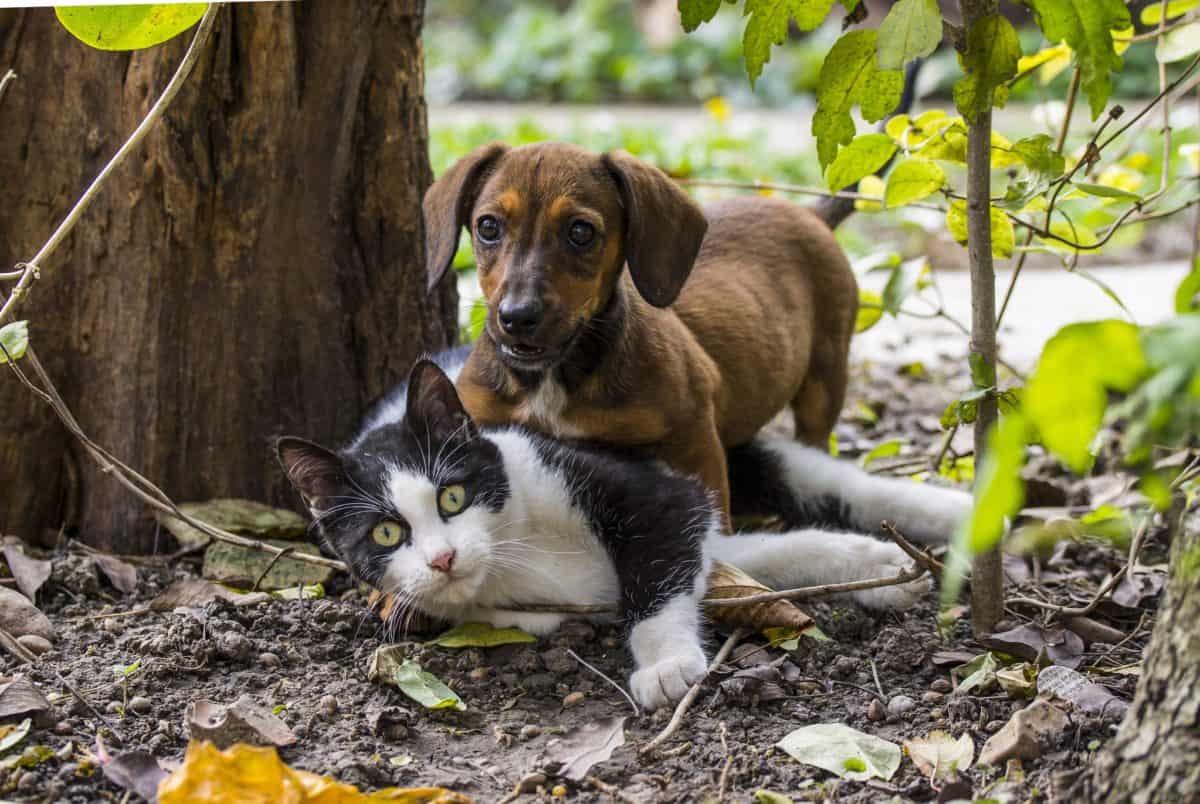 animal322-1536573796232.jpg