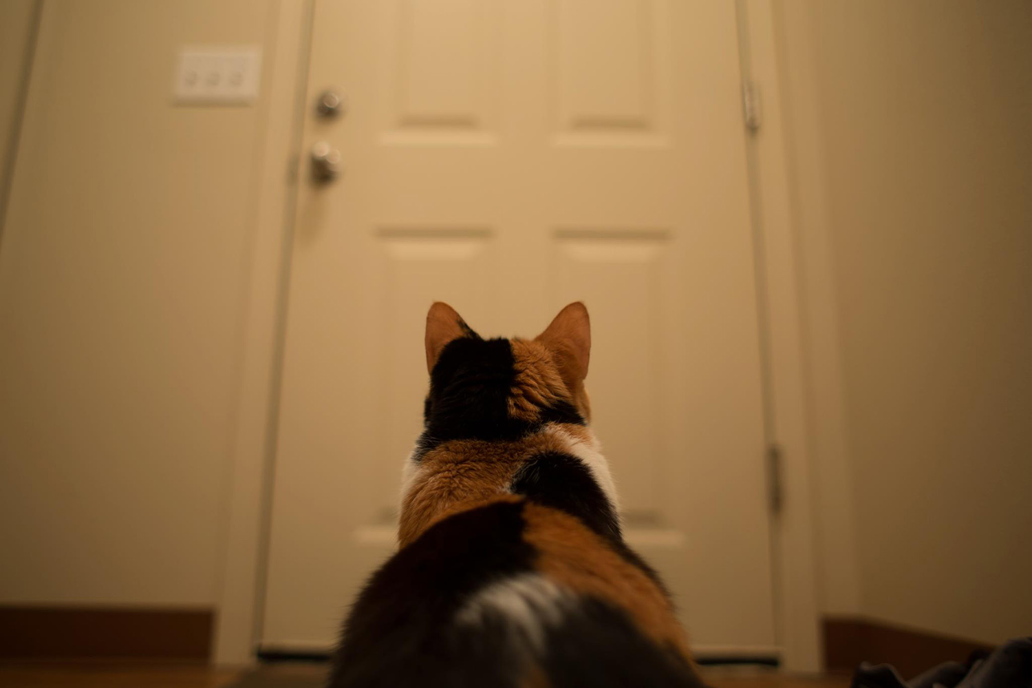 animal4-1536569302376.jpg