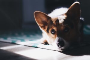 brianna-santellan-564976-unsplash-300x200.jpg