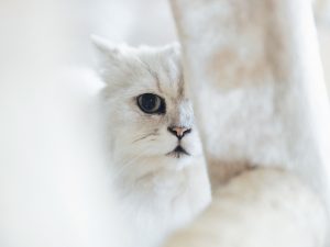 chen-yi-wen-777031-unsplash-300x225.jpg