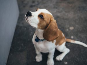 marcus-wallis-471438-unsplash-300x225.jpg