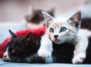raul-varzar-750436-unsplash-300x221.jpg