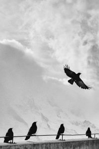 samuel-zeller-34761-unsplash-199x300.jpg