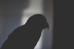 timothy-dykes-635968-unsplash-300x199.jpg