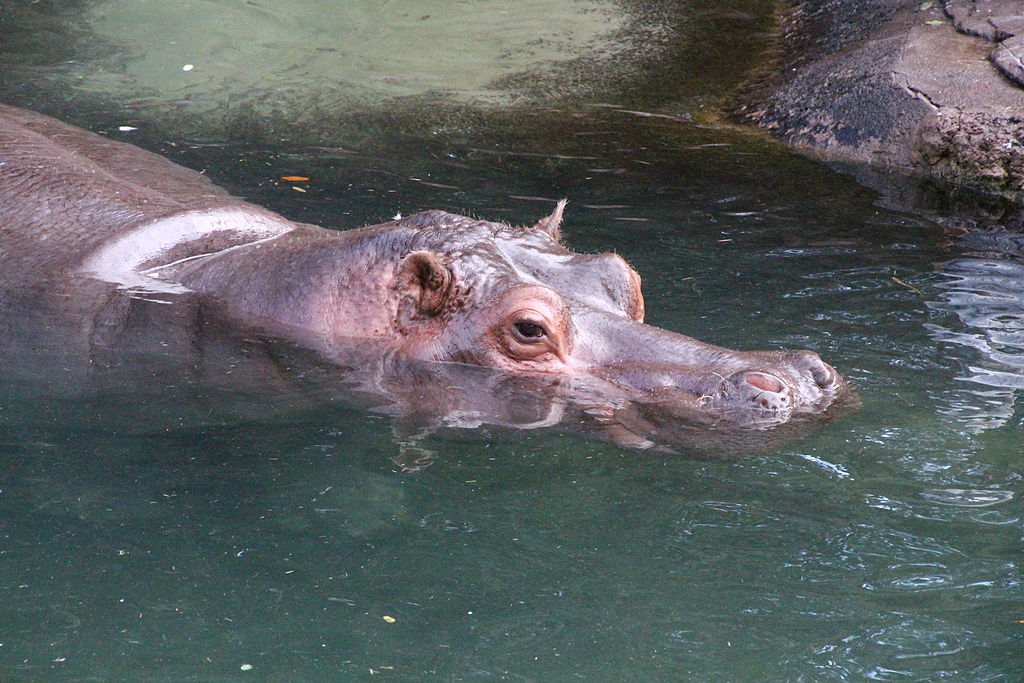 1024px-disney-animal-kingdom-hippo-7940-1540245868518.jpg