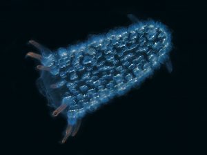 1280px-Tunicate_off_Atauro_island-300x225.jpg