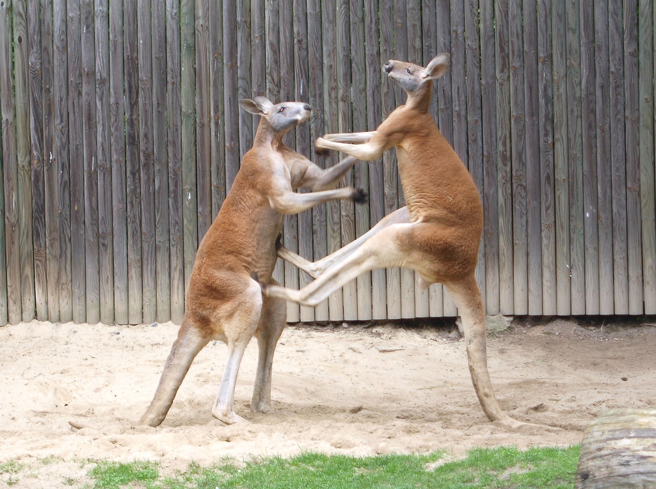 1280px-_fighting_red_kangaroos_1-1540785390846.jpg