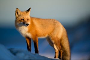 ray-hennessy-139970-unsplash-300x200.jpg