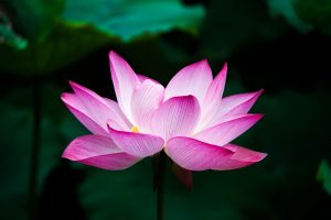 lotus-978659-300x200.jpg