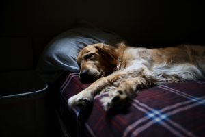 adorable-1845306-300x200.jpg