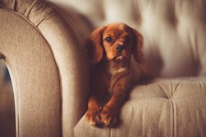 adorable-1866530-300x200.jpg
