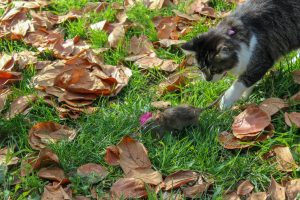 cat-4014761-300x200.jpg