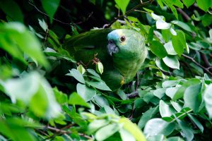 nature-1284229-300x200.jpg