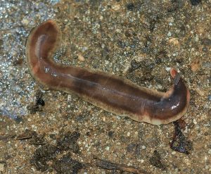 New_Zealand_flatworm_4-300x247.jpg