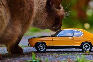 cat-790633-300x200.jpg
