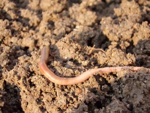 earthworm-686592-300x225.jpg