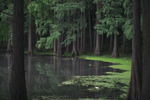 forest-1844856-300x200.jpg