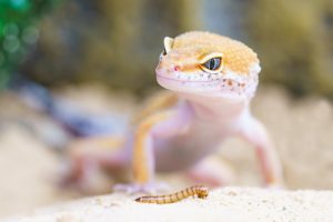 gecko-2299365-1-300x200.jpg