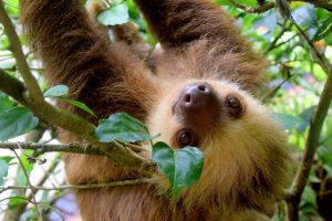 sloth-1879999-300x200.jpg