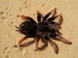 tarantula-62870-300x224.jpg