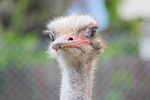 the-ostrich-4088763-300x200.jpg