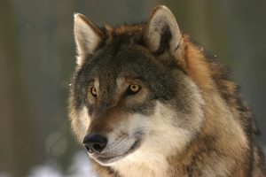 wolf-725380-300x200.jpg