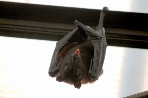 bat-1268650-300x200.jpg