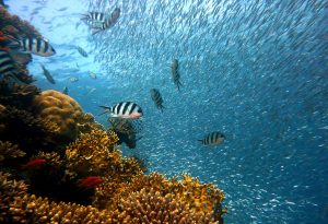 fish-378286-1-300x205.jpg