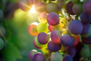 grapes-3550733-300x200.jpg