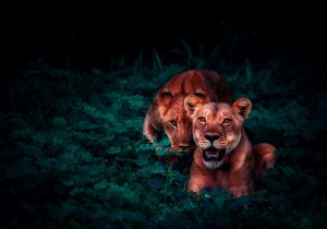 lions-2702828-300x210.jpg