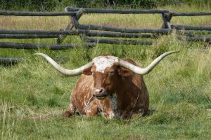 longhorn-289337-300x200.jpg