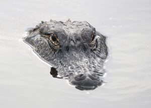 alligator-animal-blur-151354-300x214.jpg