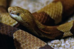 copperhead-copperhead-snake-snake-1079382-300x200.jpg