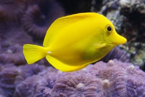 lemon-doktorfisch-793384-300x200.jpg