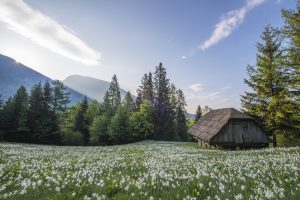 meadow-768419-300x200.jpg