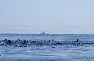 navy-seals-2514890-300x195.jpg
