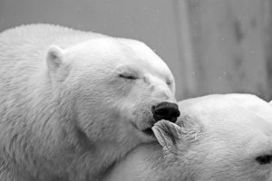 polar-bear-196318_1920-300x200.jpg