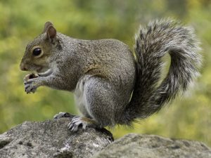 squirrel-498139-300x225.jpg