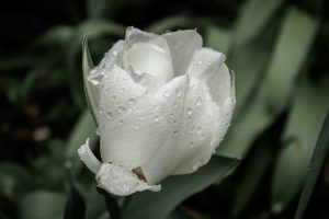tulip-4015516_1920-300x200.jpg