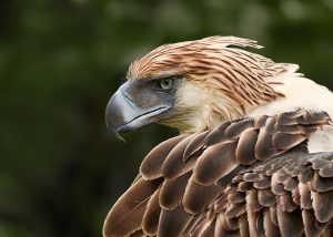 Philippine_Eagle_an_Endangered_Species-300x214.jpg
