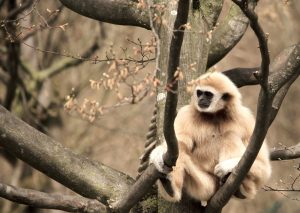 gibbon-1924080-300x213.jpg