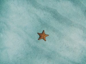 starfish-2203689_1920-300x225.jpg