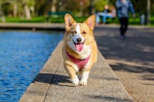 animal-1284286-300x200.jpg
