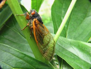 cicada-2003429-300x227.jpg